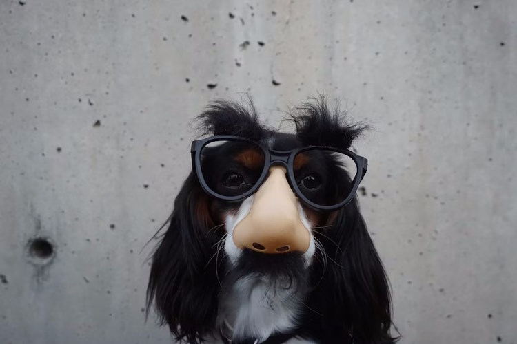 Chien avec des lunettes